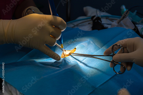 Surgical incision with dissection forceps and electric scalpel of a cat's abdomen