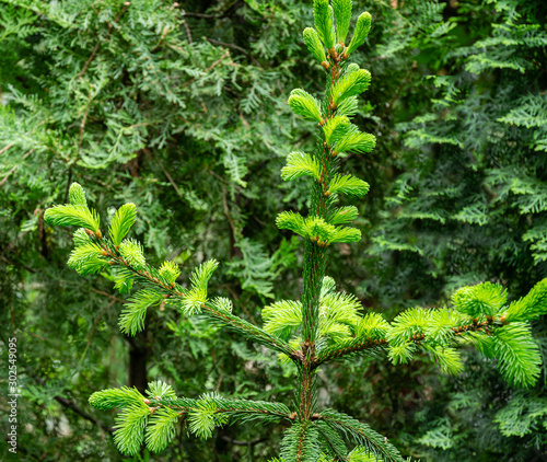 Spruce  Picea abies aurea  branches with new bright growth against blurred greenery plants in ornamental garden. Selective focus. Nature concept for Christmas design
