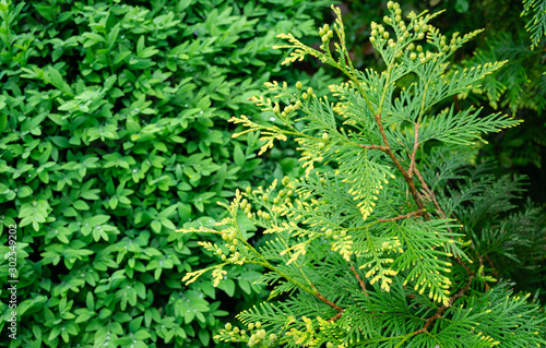Close-up yellow-green texture of leaves western thuja (Thuja occidentalis) Aurea on blurred boxwood Buxus sempervirens background. Nature landscape, fresh wallpaper. Place for your text