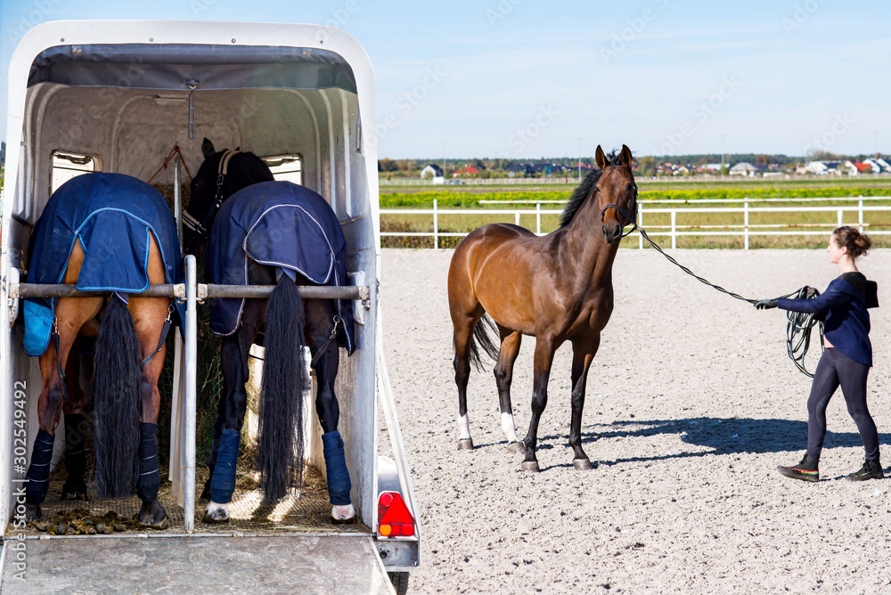 horse vehicle . Carriage for horses . Auto trailer for transportation of horses . transportation livestock . Horse transportation van , equestrian sport
