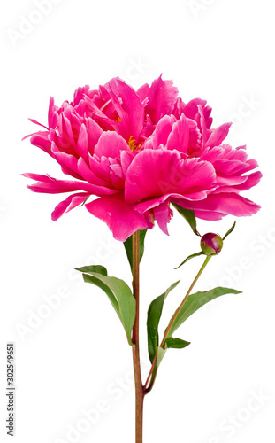 Pink peony flower  Paeonia lactiflora  isolated on a white background
