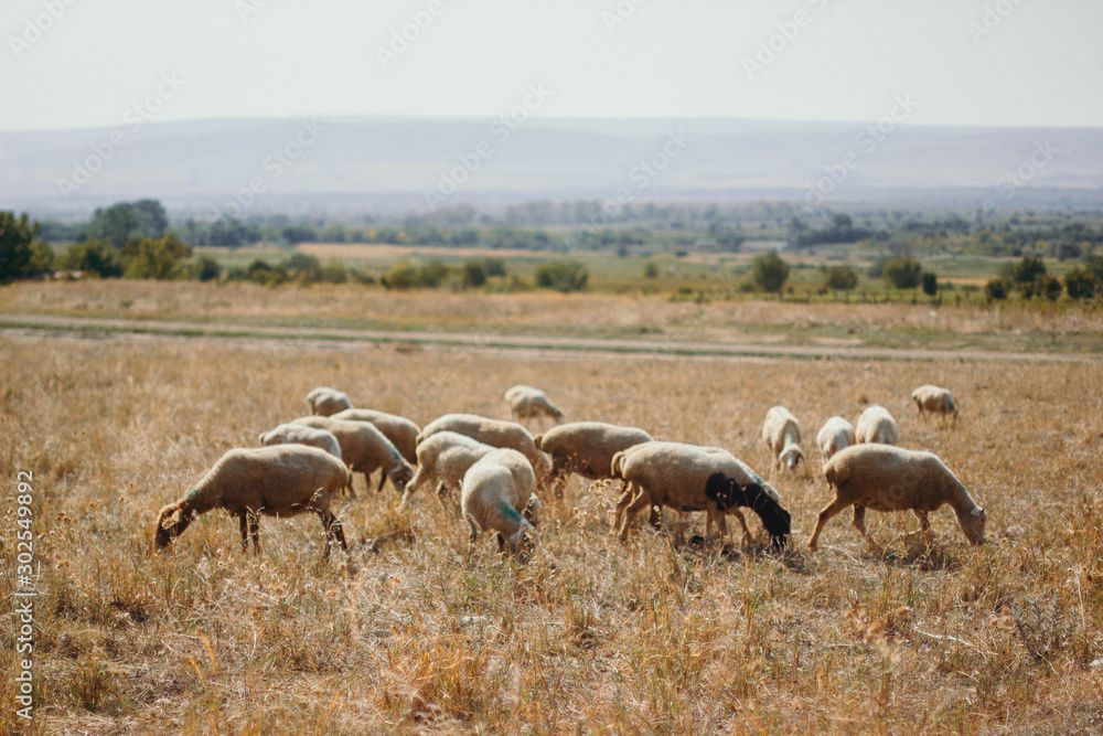  lambs on the field, sunny day, nature