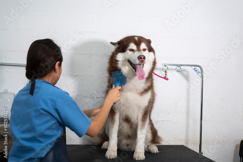 Canine hairdresser husky dog in salon