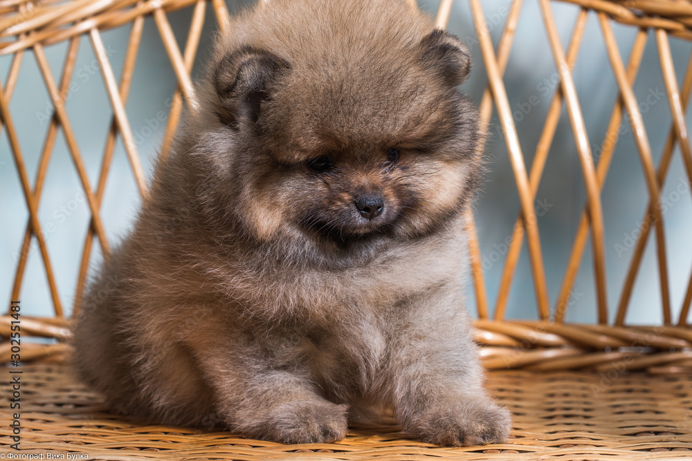 Cute puppy of miniature Pomeranian Spitz Zwergspitz or Dwarf