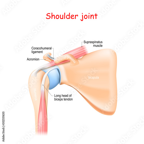 shoulder joint anatomy