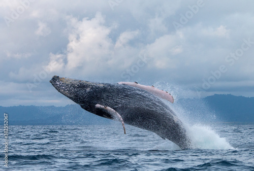 Yubarta or humpback whales (Megaptera novaeangliae) jump out of the water off the coast of Colombia photo