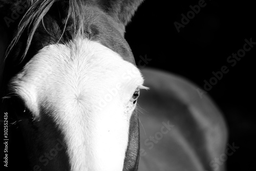 Close up portrait of horse with bald face marking in black and white.