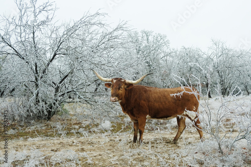 Foto Texas Longhorn cow in ice storm on ranch, cold winter weather concept