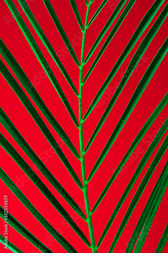 Macro of big green palm leaf on dark red background. Vertical photo.