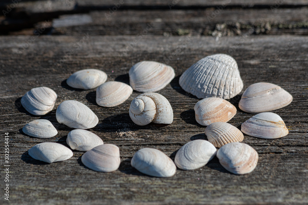 seashells and clams on a wooden bench arranged in a circle