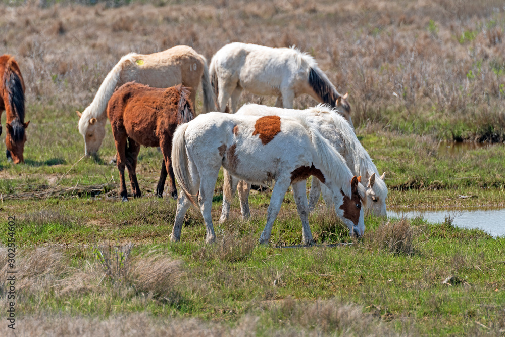 Obraz premium Wild Ponies in a Wetland Grassland