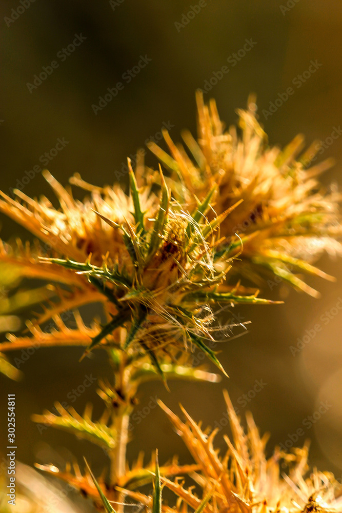 Dry thistle, in a field at the end of summer. Dry thistle, in a field at the end of summer.