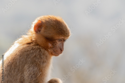 Gibraltar monkey enjoying its territory