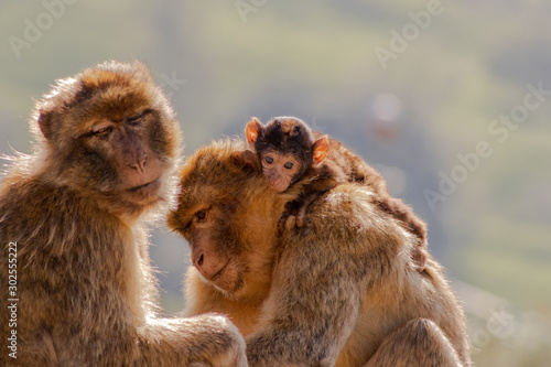 Gibraltar monkey enjoying its territory