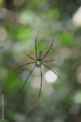 spider golden orb with green bokeh