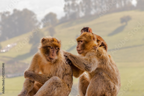 Gibraltar monkey enjoying its territory © iker
