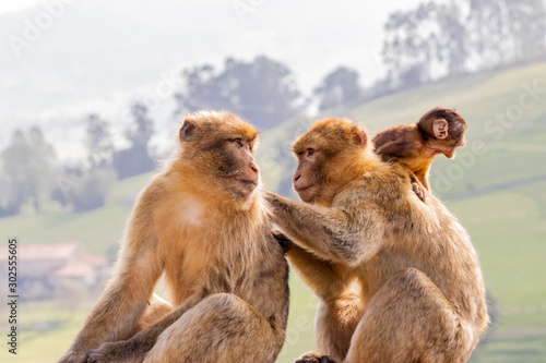 Gibraltar monkey enjoying its territory
