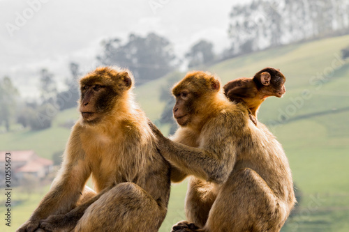 Gibraltar monkey enjoying its territory
