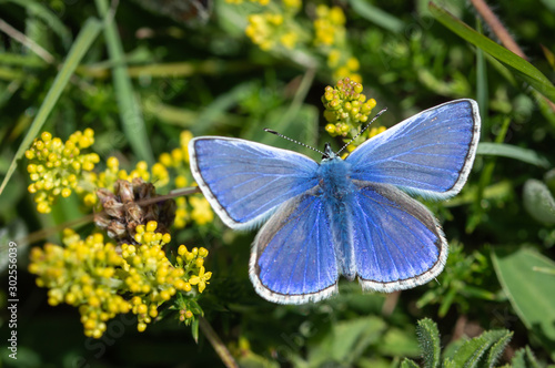 Common Blue butterfly on yellow flowers