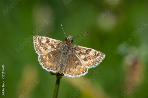 Dingy Skipper butterfly on a seed head