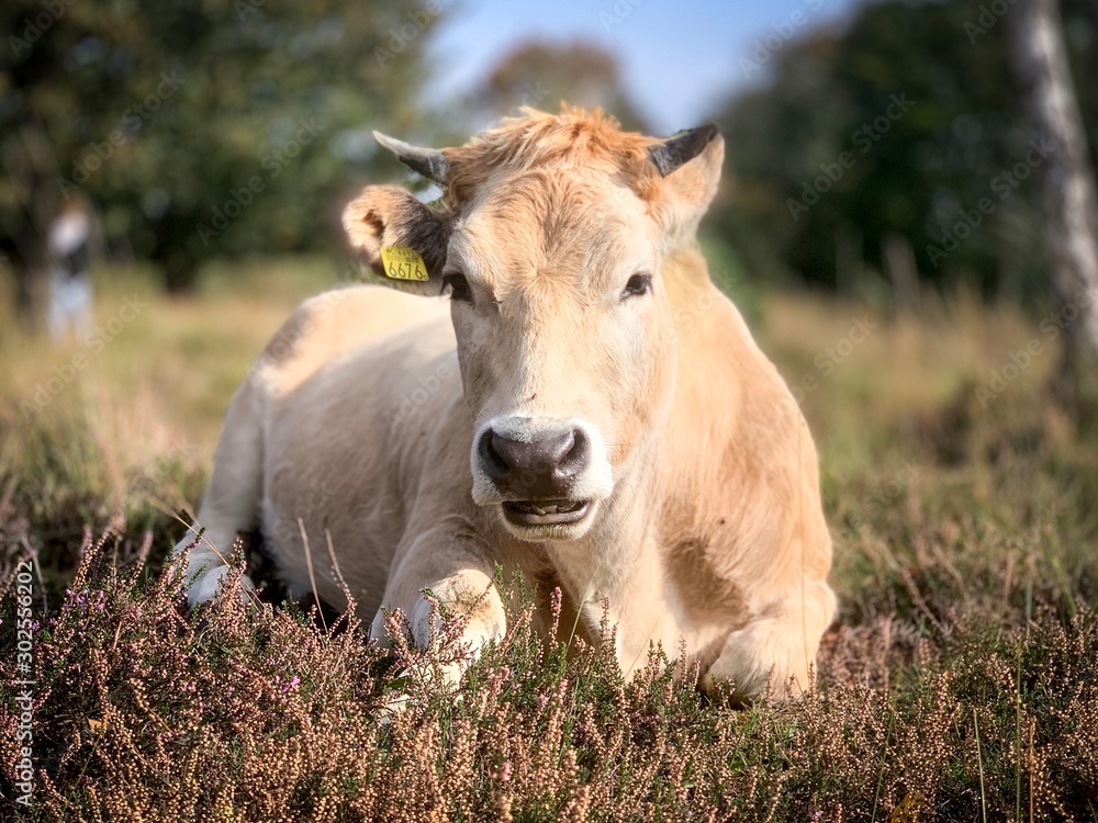 cow laying in a field in the Netherlands cow laying in a field in the Netherlands