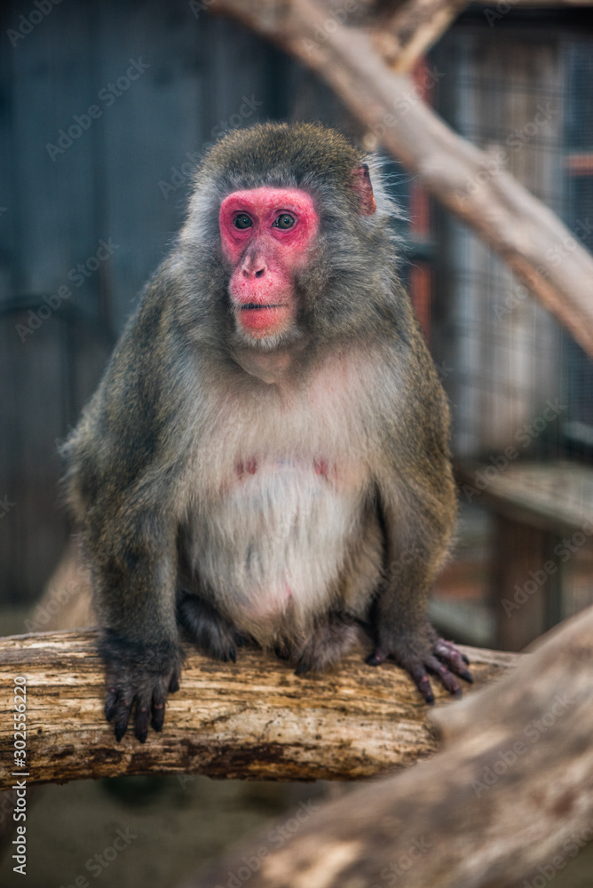 Naklejka premium Portrain of Japanese Macaque Monkey Sitting on Tree Trunk in ZOO