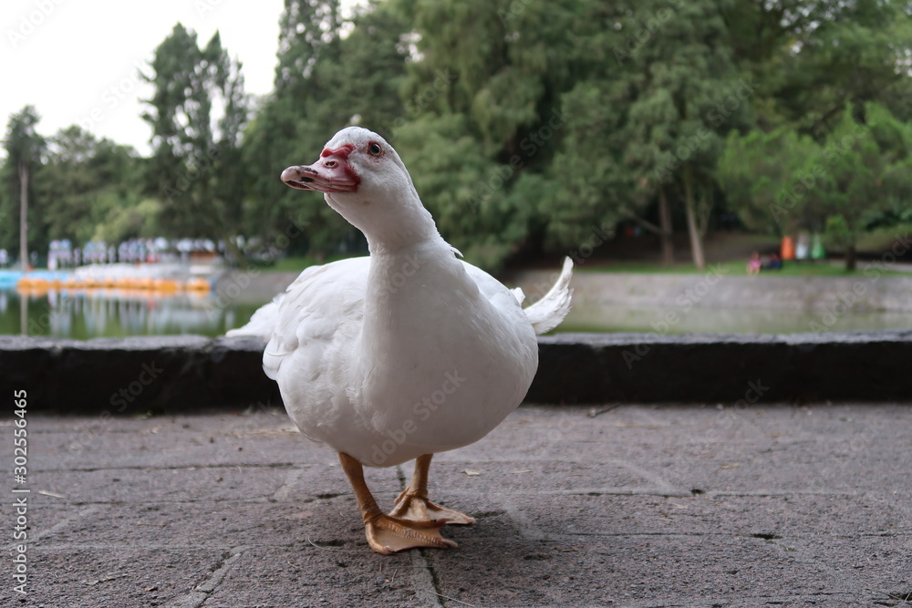 Fototapeta premium Pato camina junto a lago