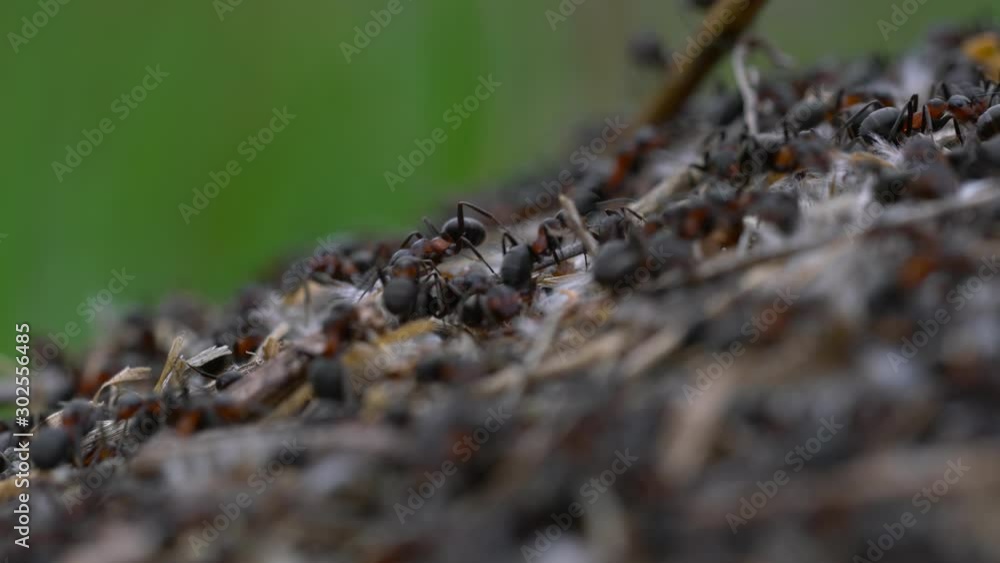 Ants collective build anthill - (4K) Ants collective build anthill - (4K)