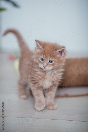 Cute kitten pets © Ekaterina Polkovniko
