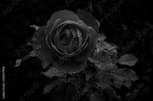 rose 