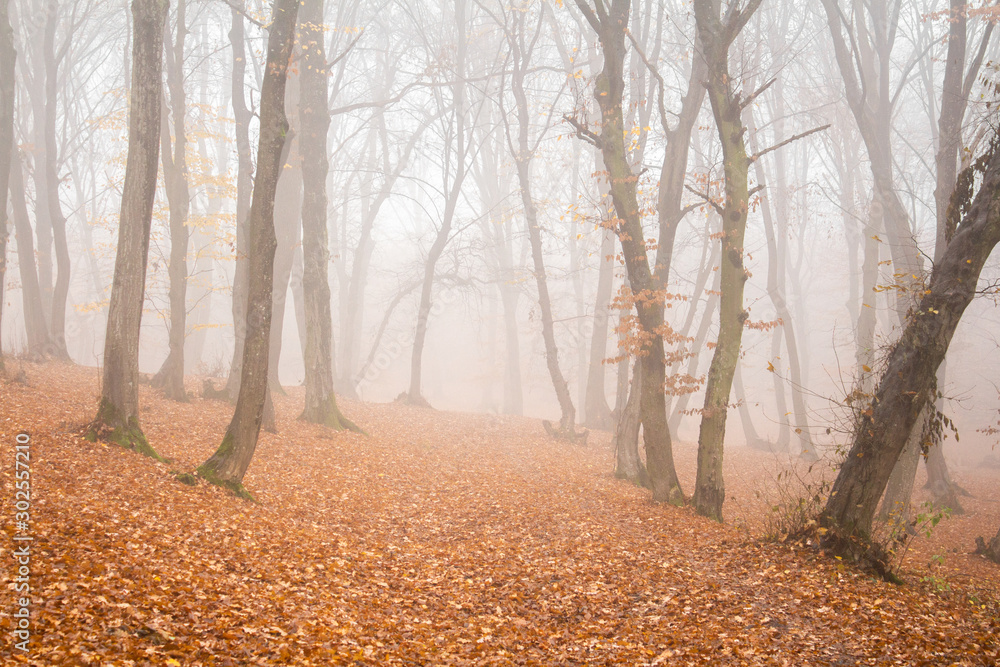 Hoia Baciu Forest in a autumn foggy day- World’s Most Haunted Forest with a reputation for many intense paranormal activity and unexplained events. Cluj-Napoca, Transylvania, Romania Hoia Baciu Forest in a autumn foggy day- World’s Most Haunted Forest with a reputation for many intense paranormal activity and unexplained events. Cluj-Napoca, Transylvania, Romania