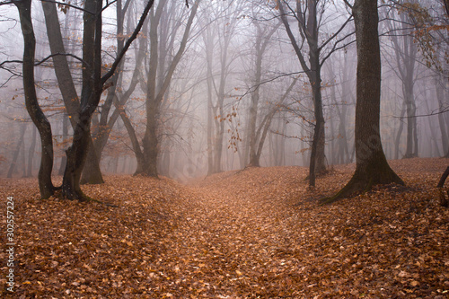 Hoia Baciu Forest in a autumn foggy day- World’s Most Haunted Forest with a reputation for many intense paranormal activity and unexplained events. Cluj-Napoca, Transylvania, Romania