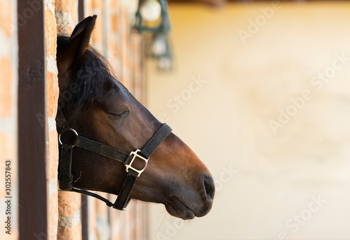 Fototapeta Naklejka Na Ścianę i Meble -  horses in a stable in Colombia