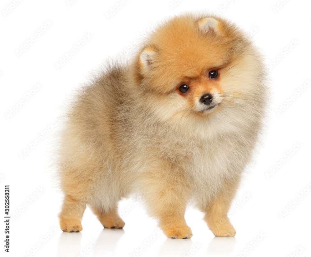 Zwerg Spitz Spitz puppy Zwerg Spitz Spitz puppy
