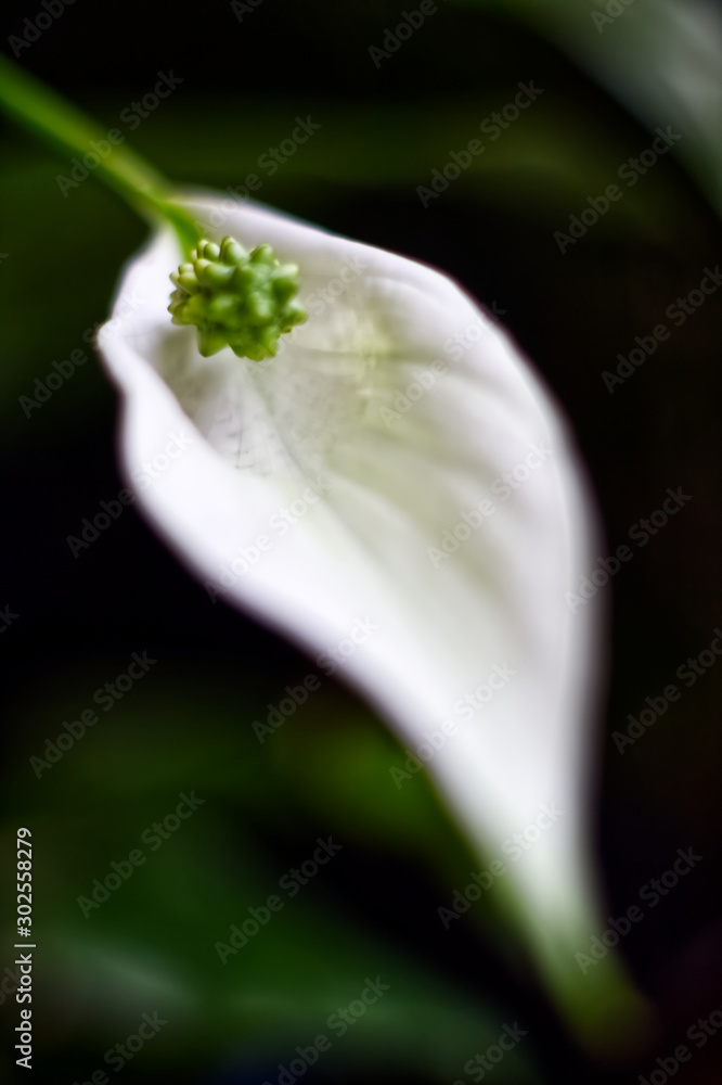 Obraz premium flor branca 4