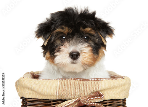 Close-up of a Biewer Terrier puppy in basket photo