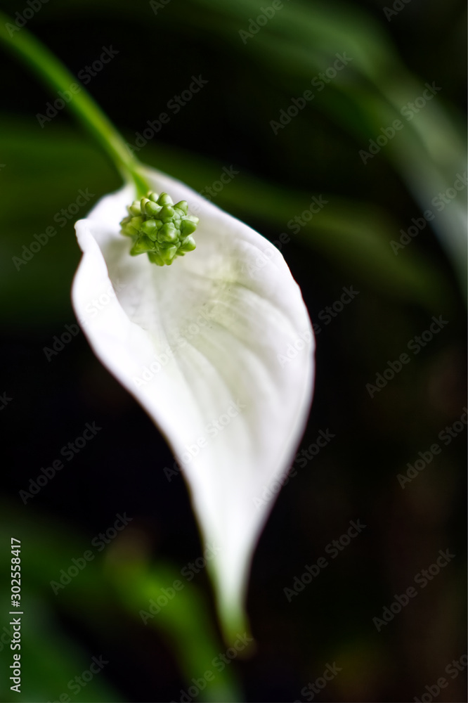 Obraz premium flor branca 3