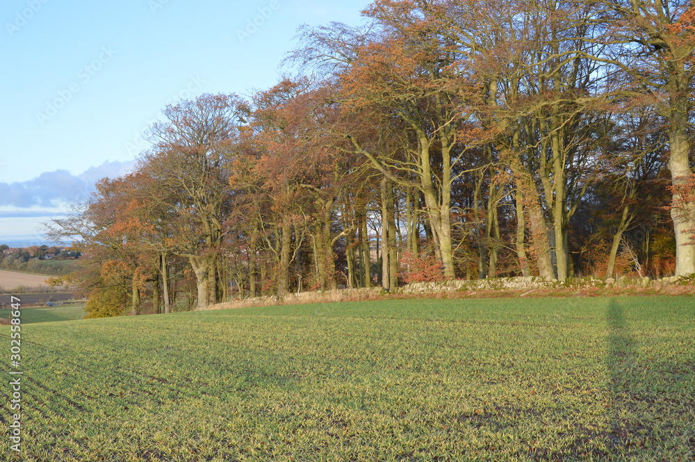 Naklejka premium Frosty November day at Bishop's Wood, Magus Muir, St Andrews, Fife, Scotland
