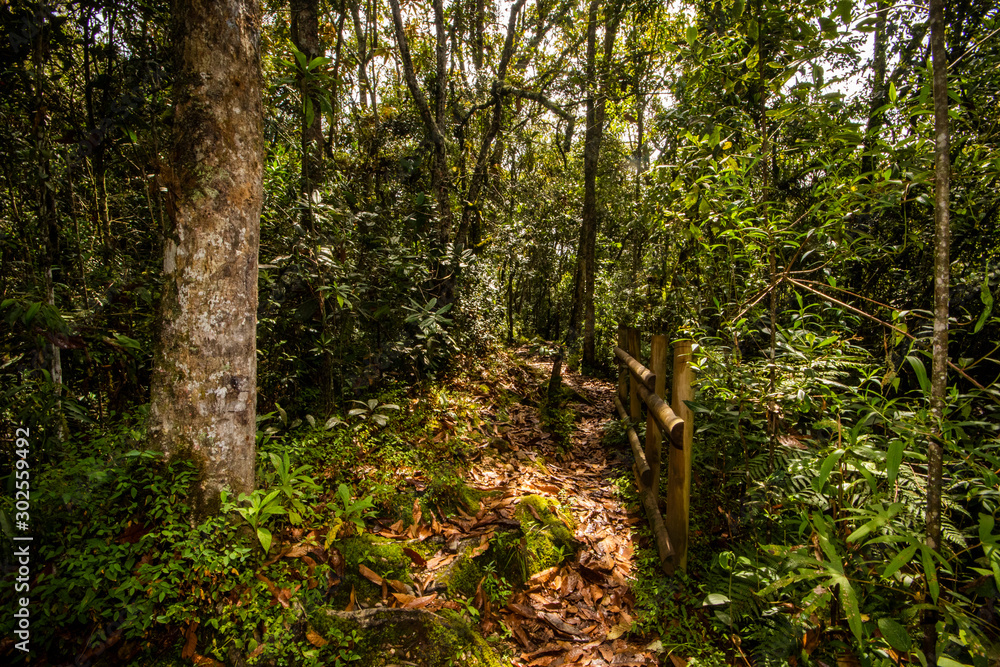 Fototapeta premium forests of Parque Arvi (Arví) in Medellin, Colombia