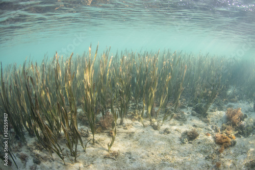 Εκτύπωση καμβά A healthy seagrass bed offers habitat for small fish and invertebrates in Komodo National Park, Indonesia