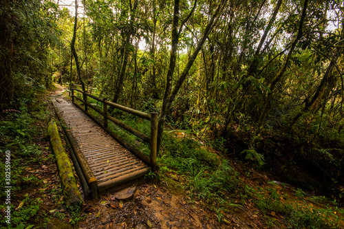 Fototapeta Naklejka Na Ścianę i Meble -  forests of Parque Arvi (Arví) in Medellin, Colombia