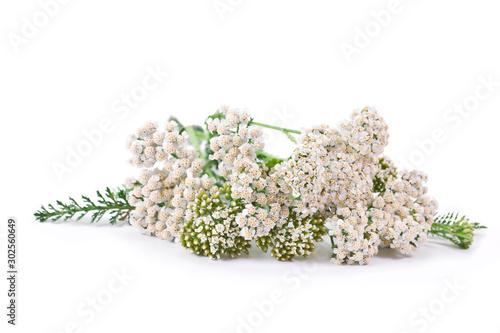 Common Yarrow (Achillea millefolium) flowering plant isolated on a white background