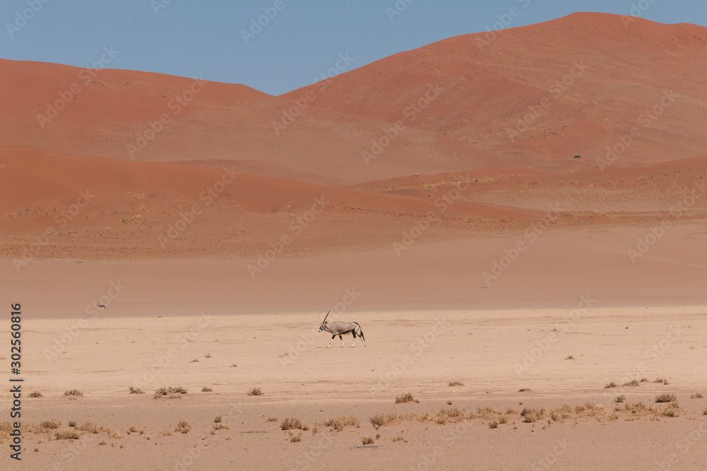 Oryx antelope walking through the desert, Namib desert, Namibia, Africa