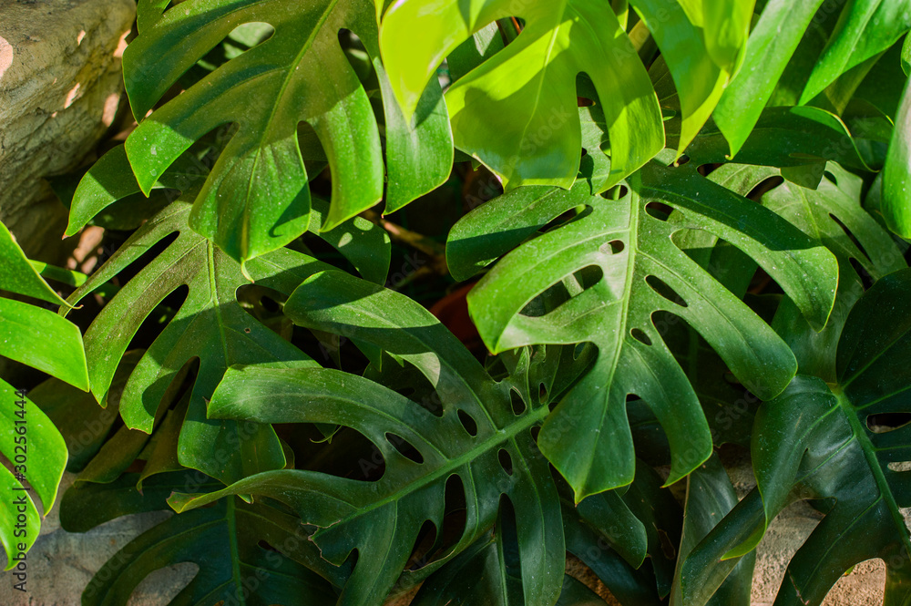 Plakat tropical leaves in sunset light as background