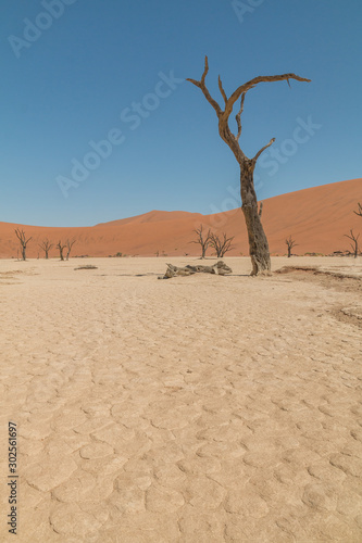 Dead camel thorn trees, Deadvlei, Namib Desert, Namibia