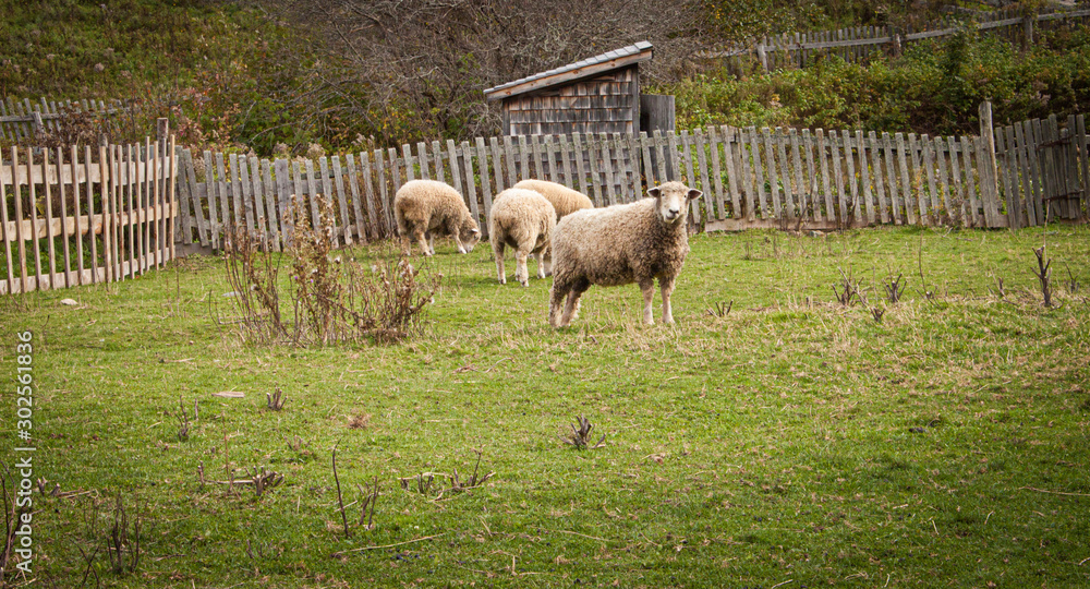 Obraz premium Sheep Grazing
