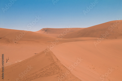 Sand dunes in Sossusvlei  Namib Desert  Namibia  Africa