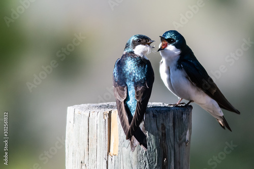 Принти на полотні Two Tree Swallows Arguing While Perched on an Old Weathered Wooden Fence Post