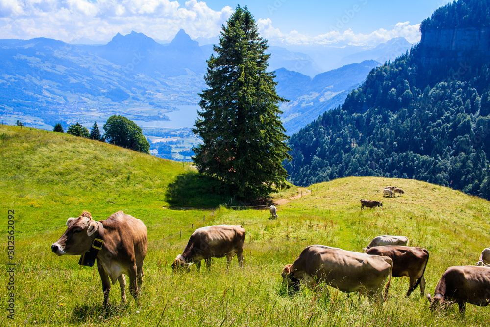 Cows in the Alps
