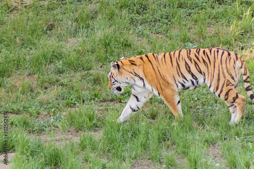 bengal tiger resting in a green meadow